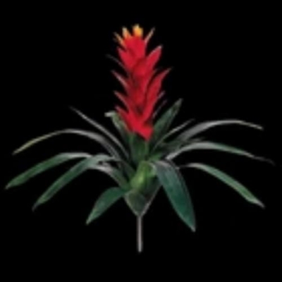 Silky Flower Store Artificial Bromeliad Plant Silk Floral Arrangement, Scarlet Amber Faux Decor, 16″ 7 7 Product: Bromeliad Plant Silk Floral Arrangements Artificial Flowers
