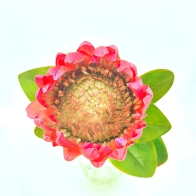 Product: Jucgghk Vivid and Realistic Floral Art Bright Real Touch King Protea Stem, Large Head Artificial Flower for Centerpieces | DIY Floral | Wedding/Home Decoration Gifts, Anniversary, Birthday