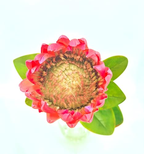 Product: Bright Real Touch King Protea Stem, Large Head Artificial Flower for Centerpieces | DIY Floral | Wedding/Home Decoration Gifts, Anniversary, Birthday for Wedding/Home Decoration