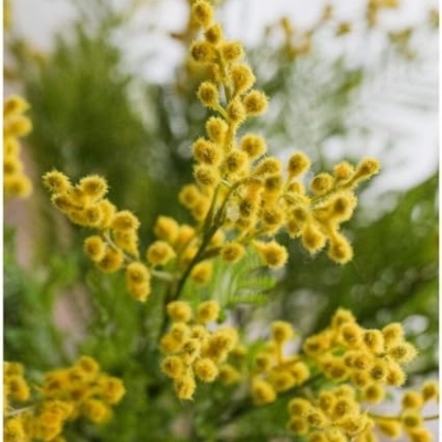 Silky Flower Store Artificial Yellow Acacia Mimosa Flowers, Blue Vase Home Wedding Decor 20.5cm 8 8 Product: Artificial Yellow Acacia Mimosa Flowers in Blue Vase – Silk Fake Flowers for Home, Wedding, Party Table Decoration(Blue Vase+Flower)
