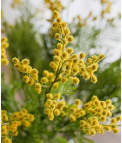Silky Flower Store Artificial Yellow Acacia Mimosa Flowers with Vase, Silk Floral Arrangement, Faux Yellow Blossom Decor, 32.5cm 3 3 Product: HUANGWUZ Artificial Yellow Acacia Mimosa Flowers, Lifelike Silk Floral Arrangement with Vase, Home, Wedding Party Table Décor, Low Maintenance