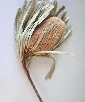 Product: 3 Bunches Dried Banksia Bush,Preserved, Dried Protea Flowers for Home Floral Decor, Wedding Arrangement Centerpiece(NO VASE) Used for Dining Table Center, Wedding Parties, and