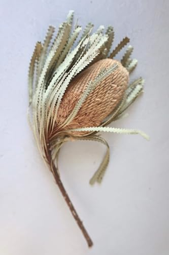 Product: Jucgghk Vivid and Realistic Floral Art 3 Bunches Dried Banksia Bush,Preserved, Dried Protea Flowers for Home Floral Decor, Wedding Arrangement Centerpiece(NO VASE)