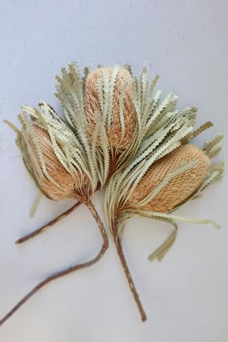 Product: 3 Bunches Dried Banksia Bush,Preserved, Dried Protea Flowers for Home Floral Decor, Wedding Arrangement Centerpiece(NO VASE) Used for Dining Table Center, Wedding Parties, and