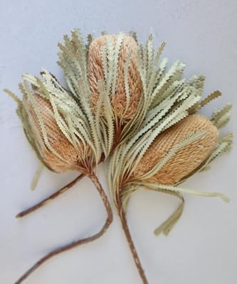 Product: 3 Bunches Dried Banksia Bush,Preserved, Dried Protea Flowers for Home Floral Decor, Wedding Arrangement Centerpiece(NO VASE) for Wedding/Home Decoration