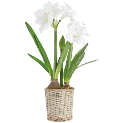 Product: 29" Amaryllis with Bulb Silk Flower Arrangement w/Basket -White (Pack of 2)