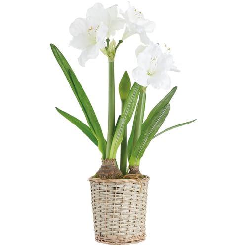 29" Amaryllis with Bulb Silk Flower Arrangement w/Basket -White (Pack of 2) - Artificial Flower Arrangements Product: 29" Amaryllis with Bulb Silk Flower Arrangement w/Basket -White (Pack of 2)