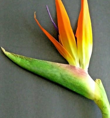 Product: 6 Steams 31-inch Orange Bird of Paradise Stem, Tropical Silk Flower Floral Arrangements for Wedding, Birthday Party Decoration, Christmas, Valentine's Day, Mother's Day,Anniversary, Graduation Garland