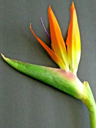 Product: 6 Steams 31-inch Orange Bird of Paradise Stem, Tropical Silk Flower Floral Arrangements for Wedding, Birthday Party Decoration, Christmas, Valentine's Day, Mother's Day,Anniversary, Graduation Garland