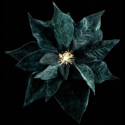 Silky Flower Store Battery Operated Fiber Optic Poinsettia Clip On Artificial Flower, Green Velvet, Pack of 12, 9in 4 4 Product: SilksAreForever 9" Velvet Poinsettia Battery Operated Fiber Optic Light Artificial Clip-On Flower -Green (Pack of 12)
