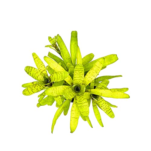 Product: ragnaroc Live Plants – Bromeliad Neoregelia Tigrina, 8-12" in 6" Pot - 1ct - Live Arrival Guaranteed - House Plants for Home Decor & Gift