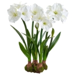 Product: 30" Standing Silk Amaryllis Flower Arrangement w/Bulb Base -White