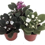 Product: JM BAMBOO Three African Violet Plants- Assorted Colors by JMBAMBOO