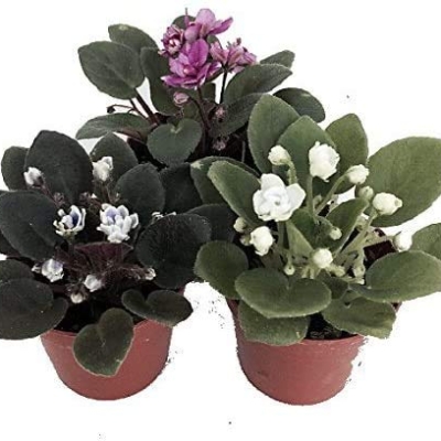 Product: JM BAMBOO Three African Violet Plants- Assorted Colors by JMBAMBOO