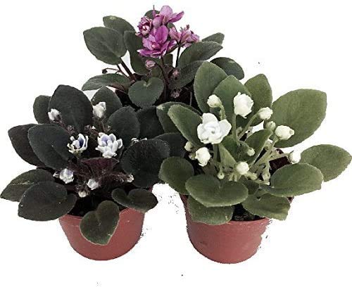 Product: JM BAMBOO Three African Violet Plants- Assorted Colors by JMBAMBOO