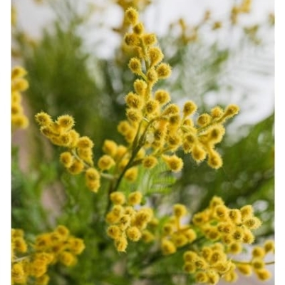 Product: GTEFSWS Artificial Flowers Fake Flower Artificial Yellow Acacia Flowers Mimosa Plush Silk Flower Fake Flower Vase Set Home Wedding Party Table Decor(Frosted Vase+Flower)