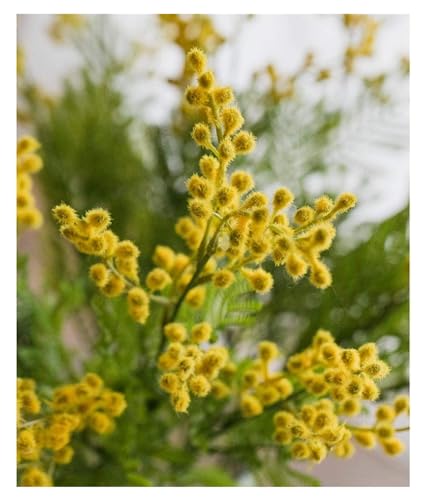 Product: GTEFSWS Artificial Flowers Fake Flower Artificial Yellow Acacia Flowers Mimosa Plush Silk Flower Fake Flower Vase Set Home Wedding Party Table Decor(Frosted Vase+Flower)