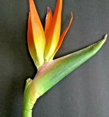 Product: 6 Steams 31-inch Orange Bird of Paradise Stem, Tropical Silk Flower Floral Arrangements for Wedding, Birthday Party Decoration, Christmas, Valentine's Day, Mother's Day,Anniversary, Graduation Garland
