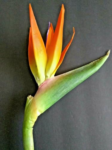 Product: 6 Steams 31-inch Orange Bird of Paradise Stem, Tropical Silk Flower Floral Arrangements for Wedding, Birthday Party Decoration, Christmas, Valentine's Day, Mother's Day,Anniversary, Graduation Garland
