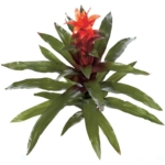 Product: SilksAreForever 30" Artificial Guzmania Bromeliad Plant Flower Bush -Orange (Pack of 2)