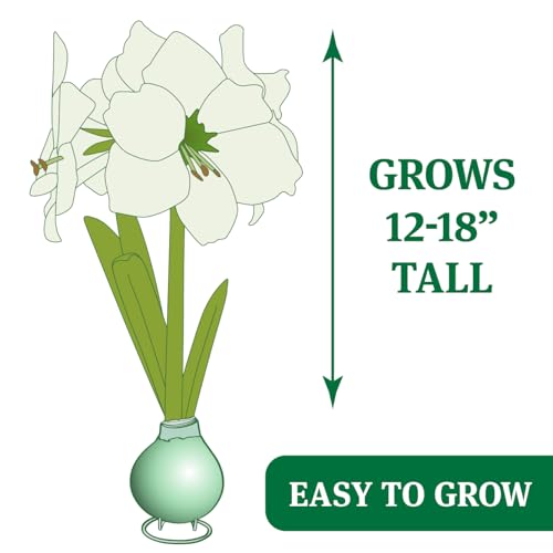 Product: Red Waxed Amaryllis Flower Collection, No Water Needed (Pack of 3)
