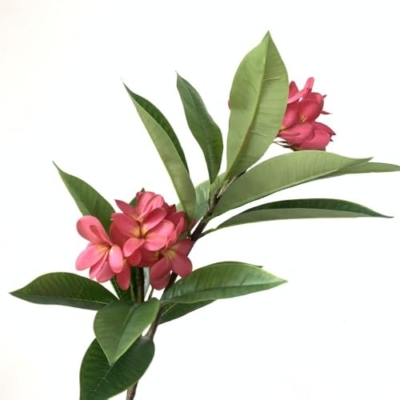 Product: MinLia Artificial Frangipani Flower DIY Flower Arrangements, Real Touch Silk Flower for Home Office Wedding Party Decoration(Rose)