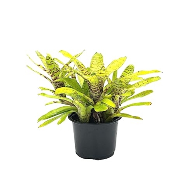 Product: ragnaroc Live Plants – Bromeliad Neoregelia Tigrina, 8-12" in 6" Pot - 1ct - Live Arrival Guaranteed - House Plants for Home Decor & Gift