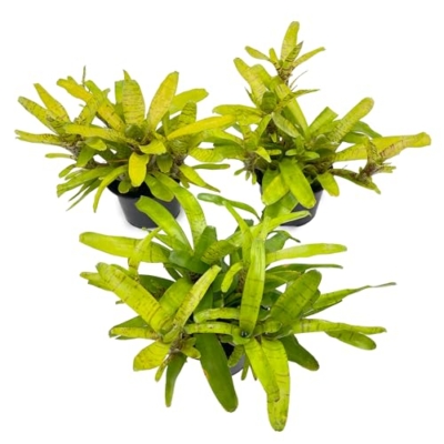Product: ragnaroc Live Plants – Bromeliad Neoregelia Tigrina, 8-12" in 6" Pot - 1ct - Live Arrival Guaranteed - House Plants for Home Decor & Gift