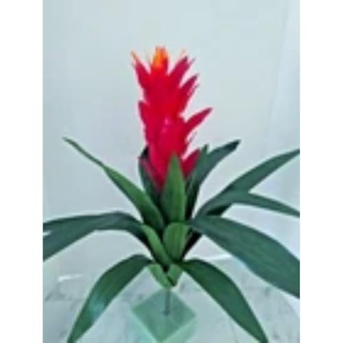 Silky Flower Store Artificial Bromeliad Plant Silk Floral Arrangement, Scarlet Amber Faux Decor, 16″ 3 3 Product: Bromeliad Plant Silk Floral Arrangements Artificial Flowers