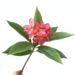 Product: MinLia Artificial Frangipani Flower DIY Flower Arrangements, Real Touch Silk Flower for Home Office Wedding Party Decoration(Rose)