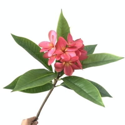 Product: MinLia Artificial Frangipani Flower DIY Flower Arrangements, Real Touch Silk Flower for Home Office Wedding Party Decoration(Rose)