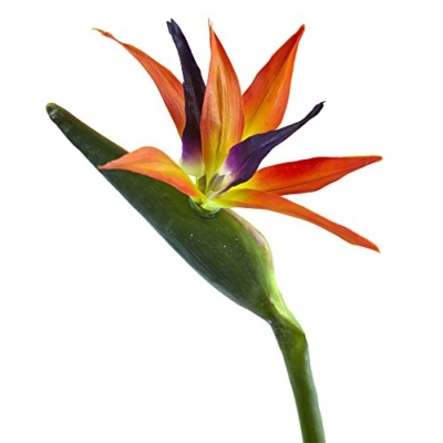 Product: Nearly Natural 35 in. Bird of Paradise Artificial (Set of 4) Silk Flowers, 6x4x35, Orange