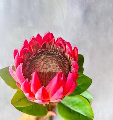 Product: Jucgghk Vivid and Realistic Floral Art Bright Real Touch King Protea Stem, Large Head Artificial Flower for Centerpieces | DIY Floral | Wedding/Home Decoration Gifts, Anniversary, Birthday