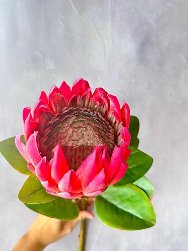 Product: Bright Real Touch King Protea Stem, Large Head Artificial Flower for Centerpieces | DIY Floral | Wedding/Home Decoration Gifts, Anniversary, Birthday for Wedding/Home Decoration