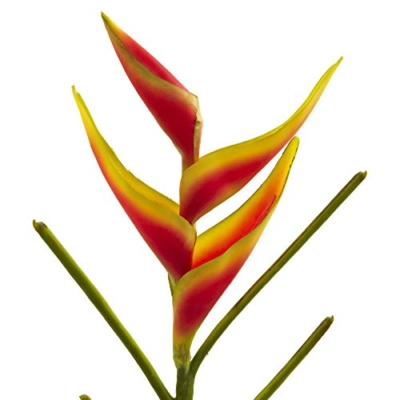 Product: Nearly Natural 26 in. Heliconia Artificial (Set of 4) Silk Flowers, 1x8x26, Orange