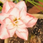 Product: 3 Blossom Peacock Amaryllis Big Double Bloom with Pink/Red Accents Bulbs Flowers Rare