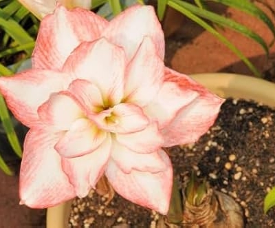 Product: 3 Blossom Peacock Amaryllis Big Double Bloom with Pink/Red Accents Bulbs Flowers Rare