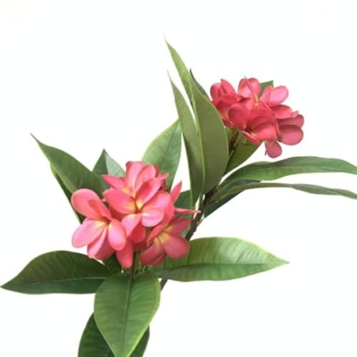 Product: MinLia Artificial Frangipani Flower DIY Flower Arrangements, Real Touch Silk Flower for Home Office Wedding Party Decoration(Rose)