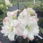 Product: 3 Amadeus Amaryllis Big Double Bloom with Pink/Red Accents Bulbs Flowers Rare