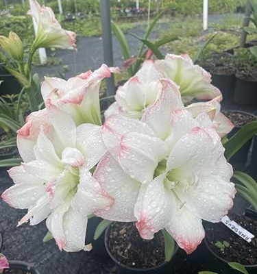 Product: 3 Amadeus Amaryllis Big Double Bloom with Pink/Red Accents Bulbs Flowers Rare