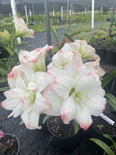 Product: 3 Amadeus Amaryllis Big Double Bloom with Pink/Red Accents Bulbs Flowers Rare