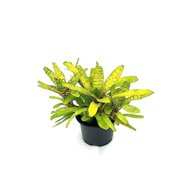 Product: ragnaroc Live Plants – Bromeliad Neoregelia Tigrina, 8-12" in 6" Pot - 1ct - Live Arrival Guaranteed - House Plants for Home Decor & Gift