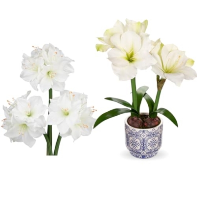 Product: Briful 2 Pack White Amaryllis Artificial Flower Bundle for Home Office Room Table Vase Arrangement Centerpiece
