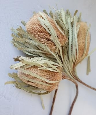 Product: 3 Bunches Dried Banksia Bush,Preserved, Dried Protea Flowers for Home Floral Decor, Wedding Arrangement Centerpiece(NO VASE) Used for Dining Table Center, Wedding Parties, and