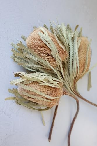 Product: 3 Bunches Dried Banksia Bush,Preserved, Dried Protea Flowers for Home Floral Decor, Wedding Arrangement Centerpiece(NO VASE) Used for Dining Table Center, Wedding Parties, and
