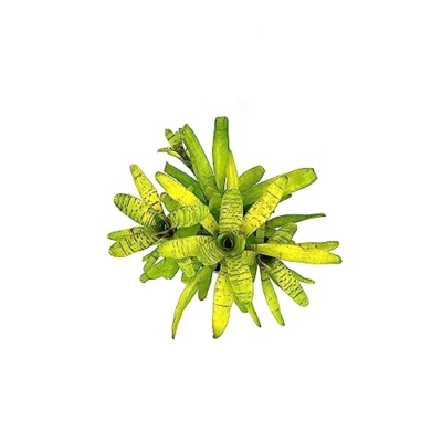 Product: ragnaroc Live Plants – Bromeliad Neoregelia Tigrina, 8-12" in 6" Pot - 1ct - Live Arrival Guaranteed - House Plants for Home Decor & Gift