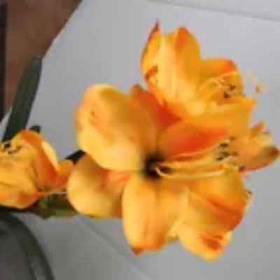 Product: Amaryllis with Bulb Silk Floral Arrangements Yellow Artificial Flowers