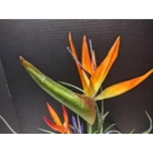 Silky Flower Store Orange Bird of Paradise Silk Table Decoration, Faux Artificial Flowers, Tangerine Accent, 19in Tall, 4in Base 1 1 Product: Orange Bird of Paradise Table Decoration Silk Arrangements Artificial Flowers