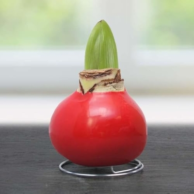 Product: Red Waxed Amaryllis Flower Collection, No Water Needed (Pack of 3)