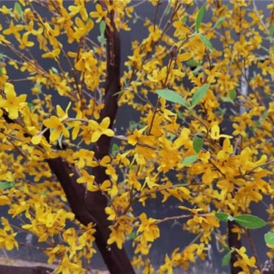Product: Simulation of Winter Jasmine Tree, Small Yellow Flower Yellow Plant Fake Tree Large Indoor Living Room Floor Floral Art Happiness Tree Decoration 1.5M